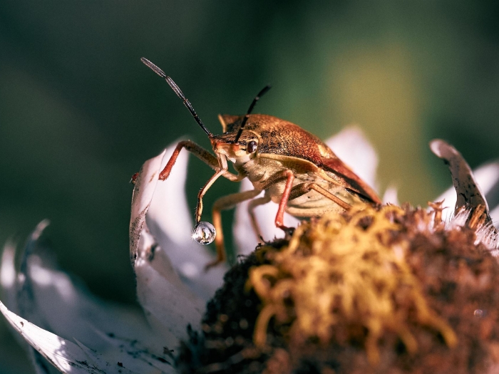 Die Beerenwanze mit Flüssigkeitstropfen am Saugrüssel